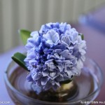 Hyacinth seeds Hyacinthus Orientalis Indoor green plants, flower plants, easy to grow - 50pcs Hyacinthus seeds
