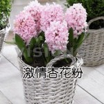 Hyacinth seeds Hyacinthus Orientalis Indoor green plants, flower plants, easy to grow - 50pcs Hyacinthus seeds