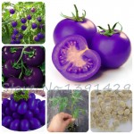 Purple sacred fruit tomato seeds vegetables and fruits seed 100 pcs / packing for home garden * farm plants easy to grow bonsai