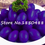 Purple sacred fruit tomato seeds vegetables and fruits seed 100 pcs / packing for home garden * farm plants easy to grow bonsai