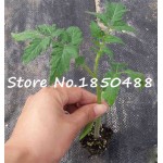 Purple sacred fruit tomato seeds vegetables and fruits seed 100 pcs / packing for home garden * farm plants easy to grow bonsai