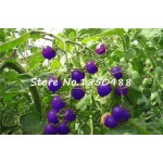 Purple sacred fruit tomato seeds vegetables and fruits seed 100 pcs / packing for home garden * farm plants easy to grow bonsai