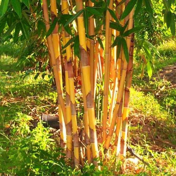 Rare Quality Bamboo Seeds New 60pcs Quality Gold Bamboo Seeds for DIY Home Garden Tree Seeds