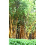 Rare Quality Bamboo Seeds New 60pcs Quality Gold Bamboo Seeds for DIY Home Garden Tree Seeds