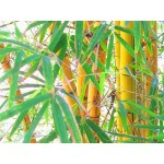 Rare Quality Bamboo Seeds New 60pcs Quality Gold Bamboo Seeds for DIY Home Garden Tree Seeds