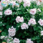 Two-color Red White Univalve Geranium Seeds Perennial Flower Seeds Pelargonium Peltatum Seeds For Indoor Rooms 20 Seeds / Bag