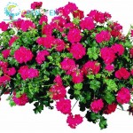 Two-color Red White Univalve Geranium Seeds Perennial Flower Seeds Pelargonium Peltatum Seeds For Indoor Rooms 20 Seeds / Bag