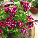 Two-color Red White Univalve Geranium Seeds Perennial Flower Seeds Pelargonium Peltatum Seeds For Indoor Rooms 20 Seeds / Bag