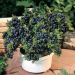 Vegetables and fruit seeds BlueBerry seeds Black pearl Blueberries DIY Countyard Bonsai plants Seeds for home & garden 100 seeds