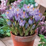 crocus seed potted plants flower balcony plants 10 seeds