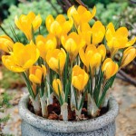 crocus seed potted plants flower balcony plants 10 seeds