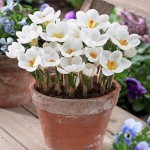 crocus seed potted plants flower balcony plants 10 seeds