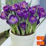 crocus seed potted plants flower balcony plants 10 seeds