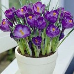 crocus seed potted plants flower balcony plants 10 seeds