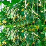 cucumber seeds 100 japan mini cucumber vegetable and fruit seeds for home garden supply Cucumis sativus Linn