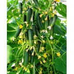 cucumber seeds 100 japan mini cucumber vegetable and fruit seeds for home garden supply Cucumis sativus Linn