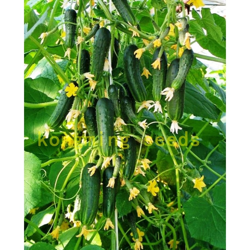 Cucumber Seeds 100 Japan Mini Cucumber Vegetable And Fruit Seeds For Home Garden Supply Cucumis Sativus Linn