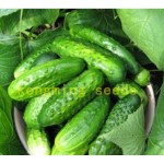 cucumber seeds 100 japan mini cucumber vegetable and fruit seeds for home garden supply Cucumis sativus Linn