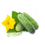 cucumber seeds 100 pcs japanese long  cucumber seeds  vegetable seeds for home NO-GMO seeds vegetables for home &garden planting