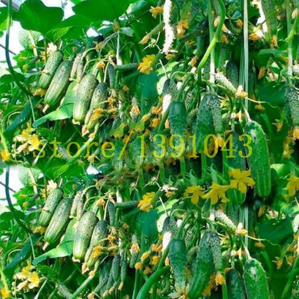 cucumber seeds 100 pcs japanese long  cucumber seeds  vegetable seeds for home NO-GMO seeds vegetables for home &garden planting