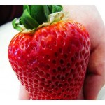 strawberry seeds 500 big strawberry seeds giant and deliciouns NO-GMO rare bonsai fruit seeds for home garden planting