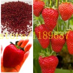 strawberry seeds 500 big strawberry seeds giant and deliciouns NO-GMO rare bonsai fruit seeds for home garden planting