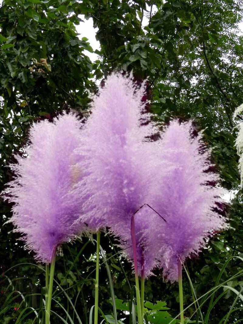 -Purple-Pampas-Grass-Seeds-Ornamental-home-garden-bonsai-pot-Plants-Flowers-seeds-New-Rare-Cortaderi-32447651640