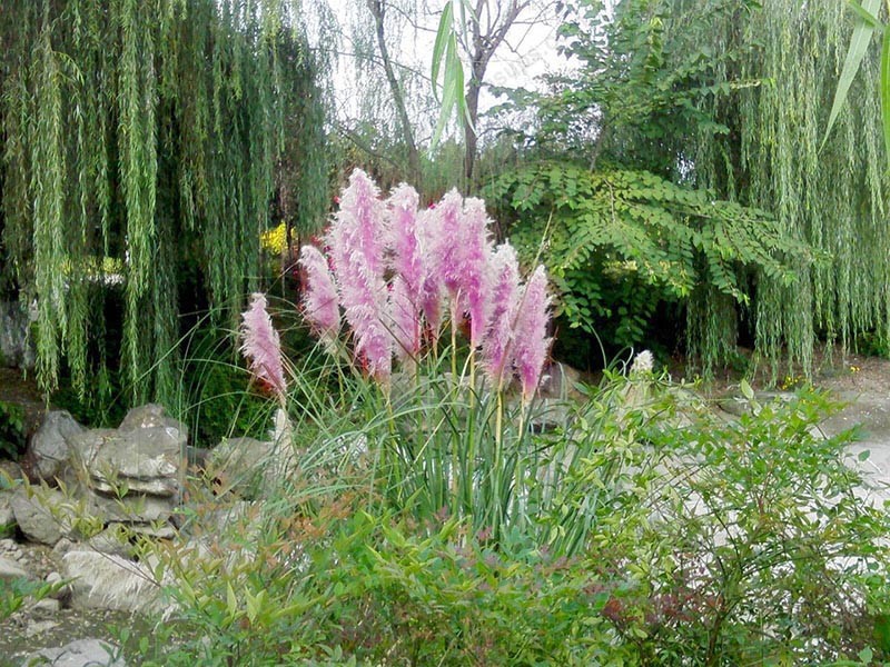 -Purple-Pampas-Grass-Seeds-Ornamental-home-garden-bonsai-pot-Plants-Flowers-seeds-New-Rare-Cortaderi-32447651640