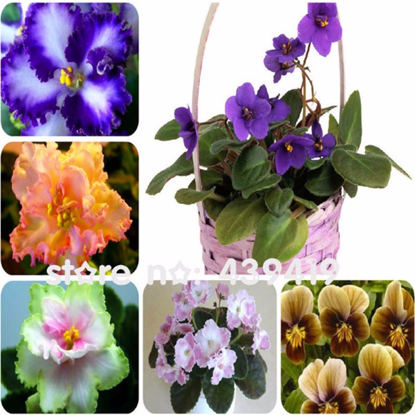 100-PCS-24-Colors-Violet-Seeds-african-violet-seeds-Garden-potted-Plants-Violet-Flowers-Perennial-He-32442860622