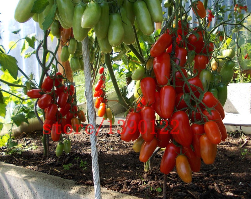 100-PCS-big-cherry-tomato-tree-seeds-italy-new-tomato-seeds-NO-GMO-fruit-and-vegetable-seeds-for-hom-32509942488