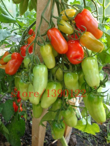 100-PCS-big-cherry-tomato-tree-seeds-italy-new-tomato-seeds-NO-GMO-fruit-and-vegetable-seeds-for-hom-32509942488