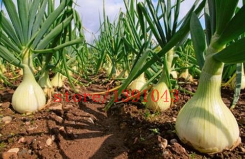 100-onion--Seeds-Giant-Onions-Eksibishen-Organic-Russian-Heirloom-Vegetable-Seeds-for-home-garden-32621411262