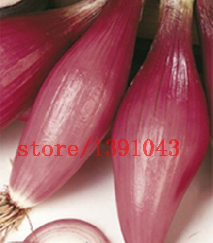 100-onion--Seeds-Giant-Onions-Eksibishen-Organic-Russian-Heirloom-Vegetable-Seeds-for-home-garden-32621411262