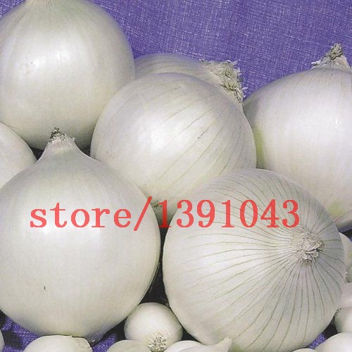 100-onion--Seeds-Giant-Onions-Eksibishen-Organic-Russian-Heirloom-Vegetable-Seeds-for-home-garden-32621411262