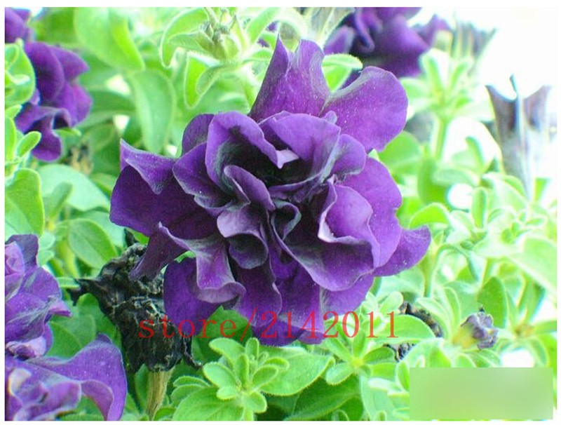 100-pcsbag-blue-petunia-seedsflowers-petuniabeautiful-bonsai-flower-seedsNatural-growth-petunia-plan-32649814937