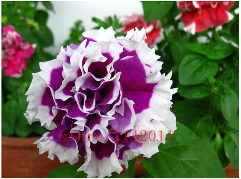 100-pcsbag-blue-petunia-seedsflowers-petuniabeautiful-bonsai-flower-seedsNatural-growth-petunia-plan-32649814937