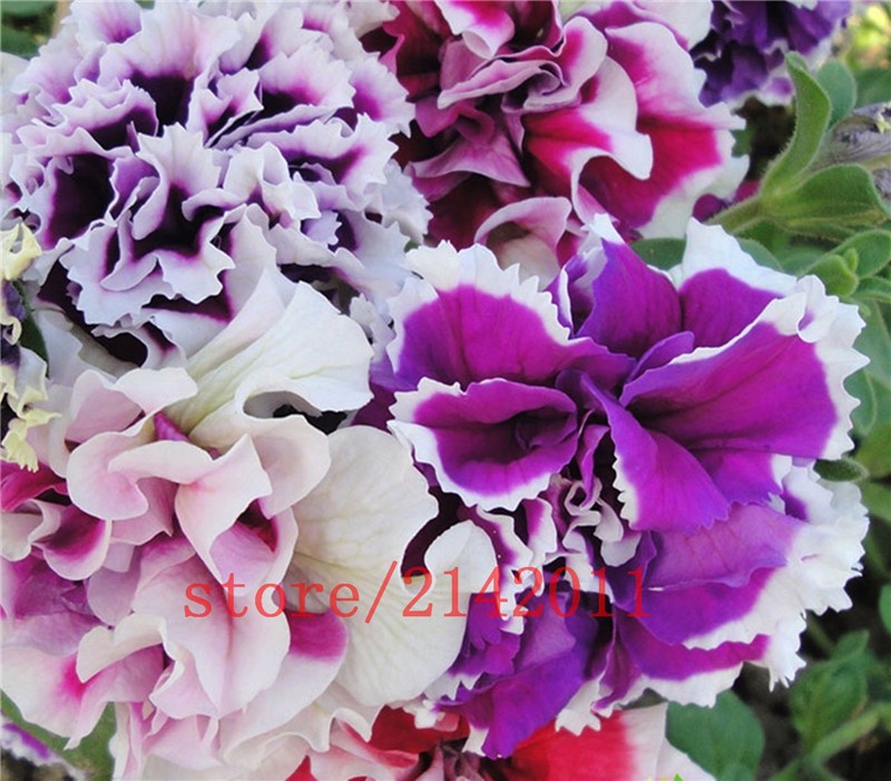 100-pcsbag-blue-petunia-seedsflowers-petuniabeautiful-bonsai-flower-seedsNatural-growth-petunia-plan-32649814937