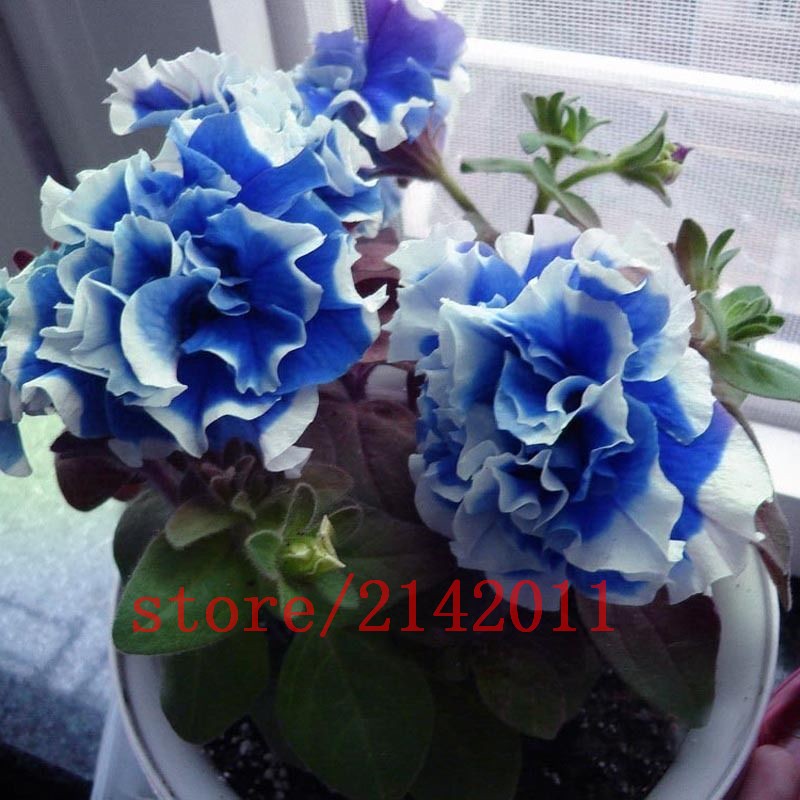 100-pcsbag-blue-petunia-seedsflowers-petuniabeautiful-bonsai-flower-seedsNatural-growth-petunia-plan-32649814937