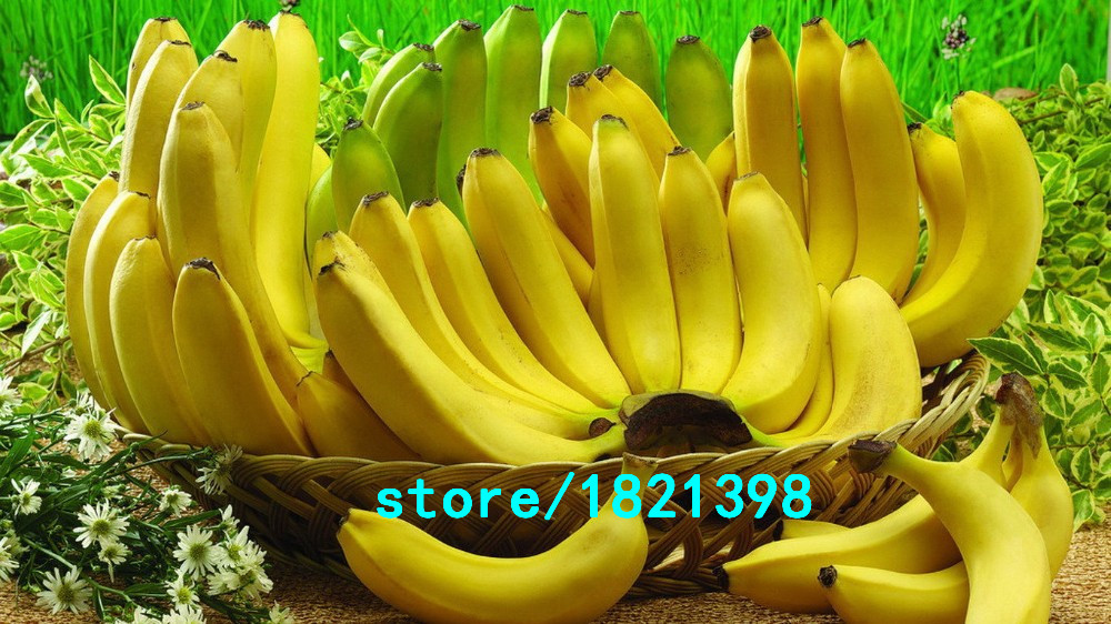 100PCSBag-Imported-Banana-Seeds-Milk-Taste-Beautiful-Delicious-Fruit-Seeds-32510757274