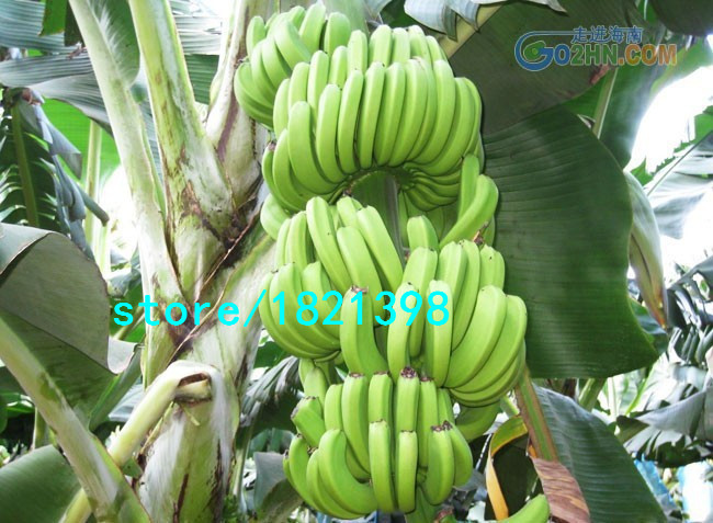 100PCSBag-Imported-Banana-Seeds-Milk-Taste-Beautiful-Delicious-Fruit-Seeds-32510757274