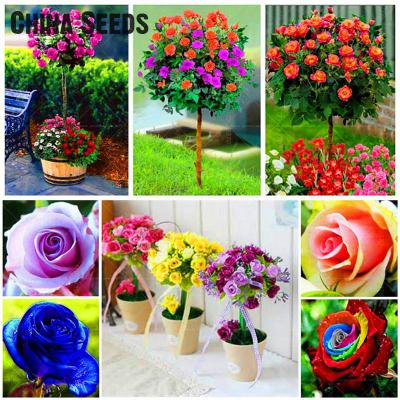 100pcs-Bonsai-Seeds-of-Aquatic-Plants-Double-Petals-Pink-Daffodils-Seed-Narcissus-seeds-for-Home-Gar-32661459929