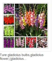 100pcs-Cymbidium-orchidCymbidium-seedsbonsai-flower-seeds22-colours-to-chooseplant-for-home-garden-32618141039