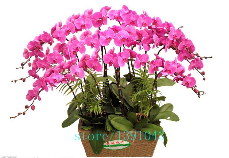 100pcs-orchidorchid-seedsphalaenopsis-orchidbonsai-hydroponic-flower-seeds-for-four-seasonspotted-pl-32621904661