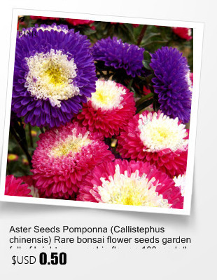 100pcsbag100True-Europe-Primula-acaulis-seedsPrimrose-Rare-bonsai-flower-seeds-for-home-garden-Indoo-32635806905