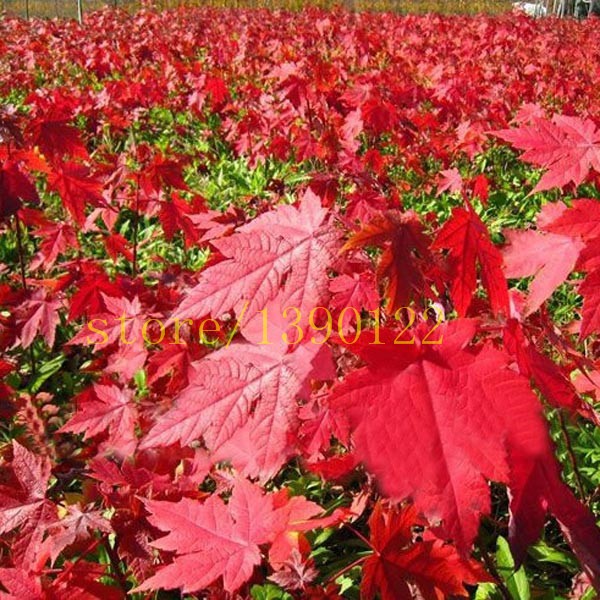 20-pcs-american-red-maple-seeds-tree-seeds-maple-for-home-GARDEN-planting-easy-grow-very-rare-tree-s-32527262136