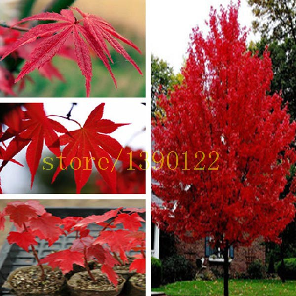 20-pcs-american-red-maple-seeds-tree-seeds-maple-for-home-GARDEN-planting-easy-grow-very-rare-tree-s-32527262136