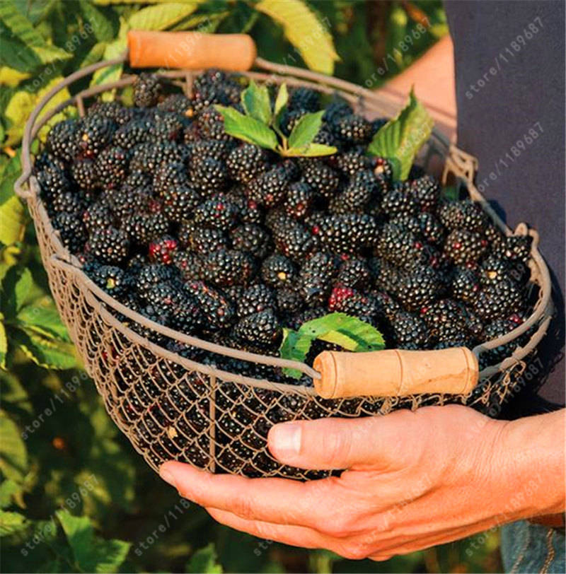 200pcs-real-quality-blackberry-fruit-seeds-rare-fruit-seeds-for-home-garden-planting-NO-GMO-grow-fas-32517741116