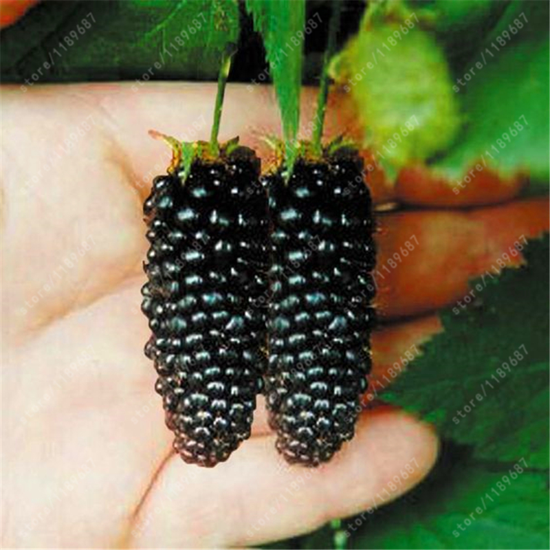 200pcs-real-quality-blackberry-fruit-seeds-rare-fruit-seeds-for-home-garden-planting-NO-GMO-grow-fas-32517741116