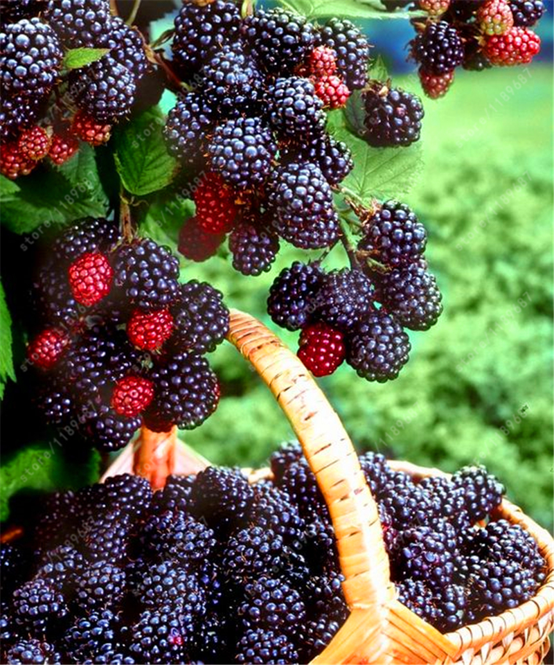 200pcs-real-quality-blackberry-fruit-seeds-rare-fruit-seeds-for-home-garden-planting-NO-GMO-grow-fas-32517741116