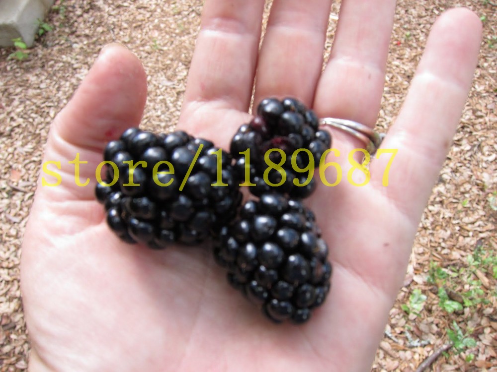 200pcs-real-quality-blackberry-fruit-seeds-rare-fruit-seeds-for-home-garden-planting-NO-GMO-grow-fas-32517741116